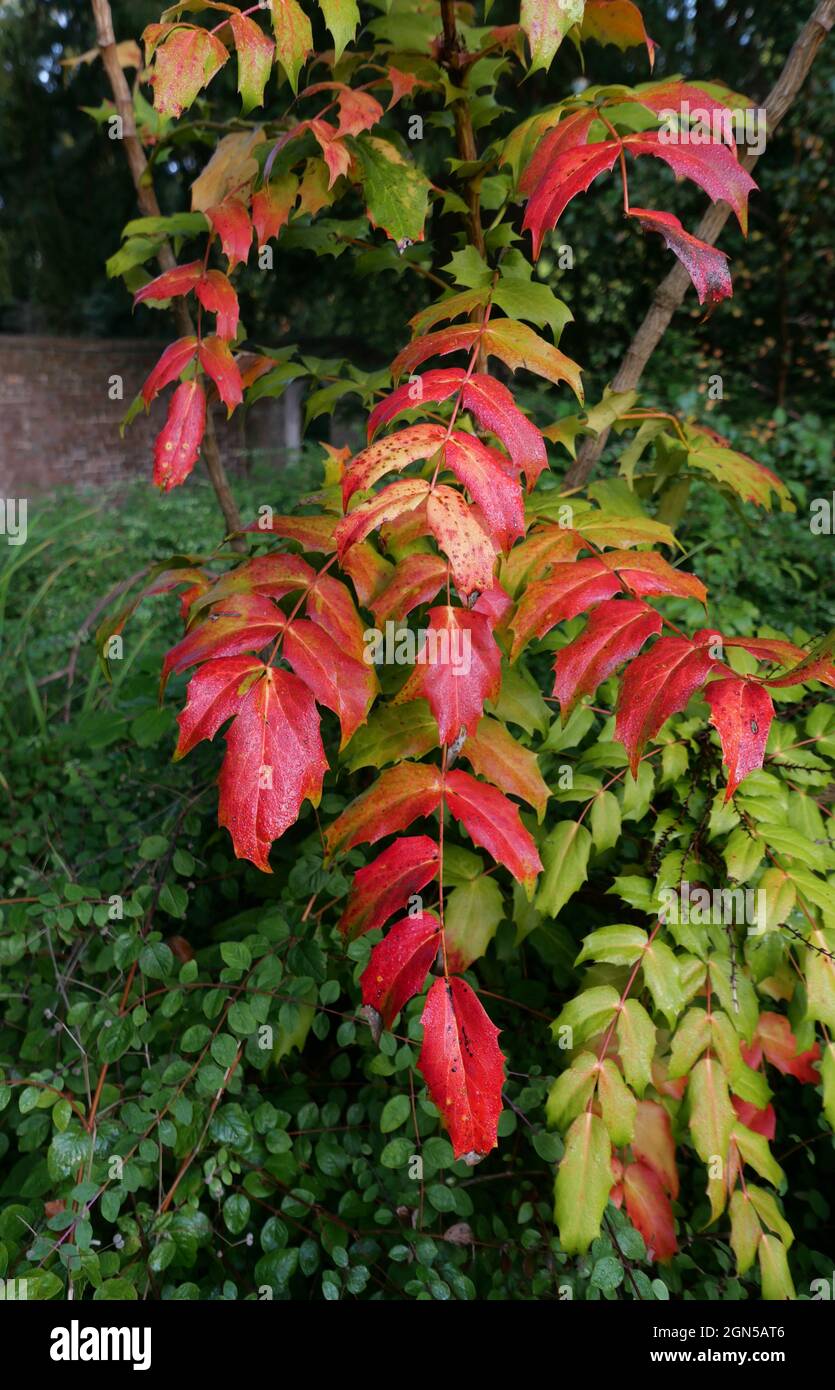 Vertikales Bild der Mahonia japonica im Herbst mit rotem und grünem Laub. Hochwertige Fotos Stockfoto