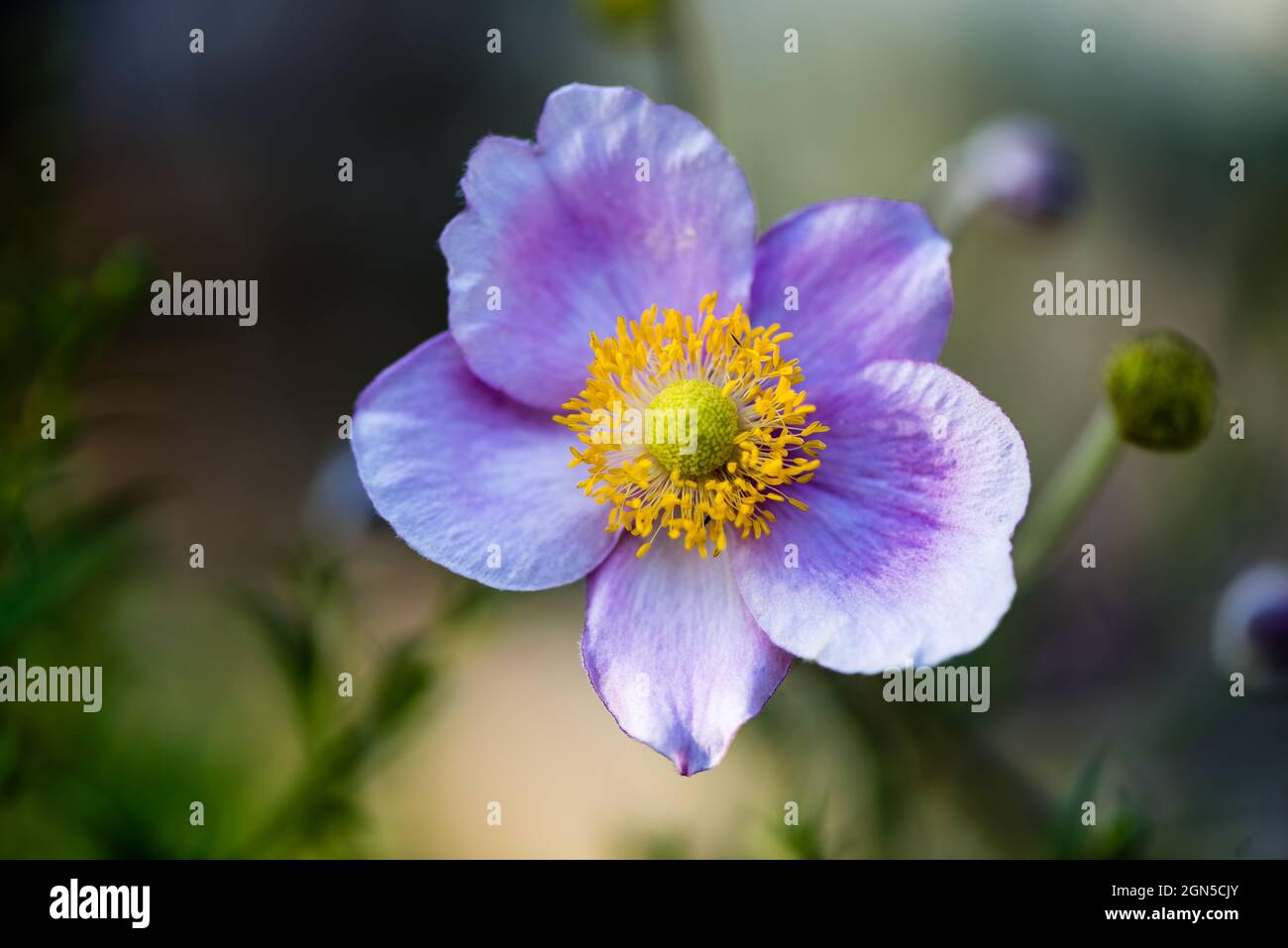 Anemone oder Wildblume wächst in einem Landgarten. Stockfoto