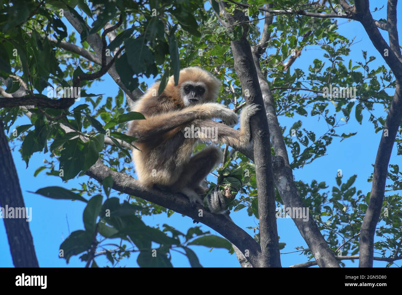 Looking, Balancing, White-Handed Gibbon, Hylobates lar 005 Stockfoto