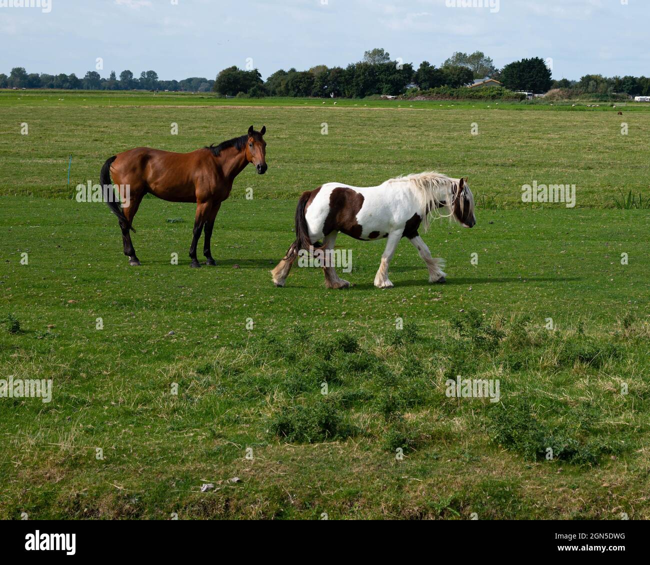 Zwei Pferde auf landwirtschaftlicher Ackerlandlandschaft in Petten (Niederlande) Stockfoto