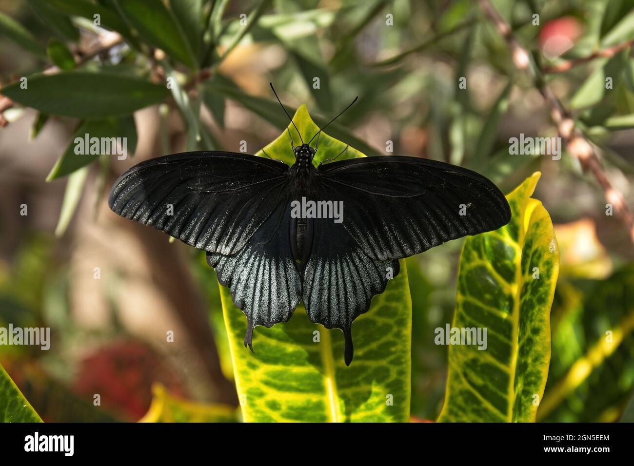 Schwarzer Schmetterling auf Blatt Stockfotografie - Alamy