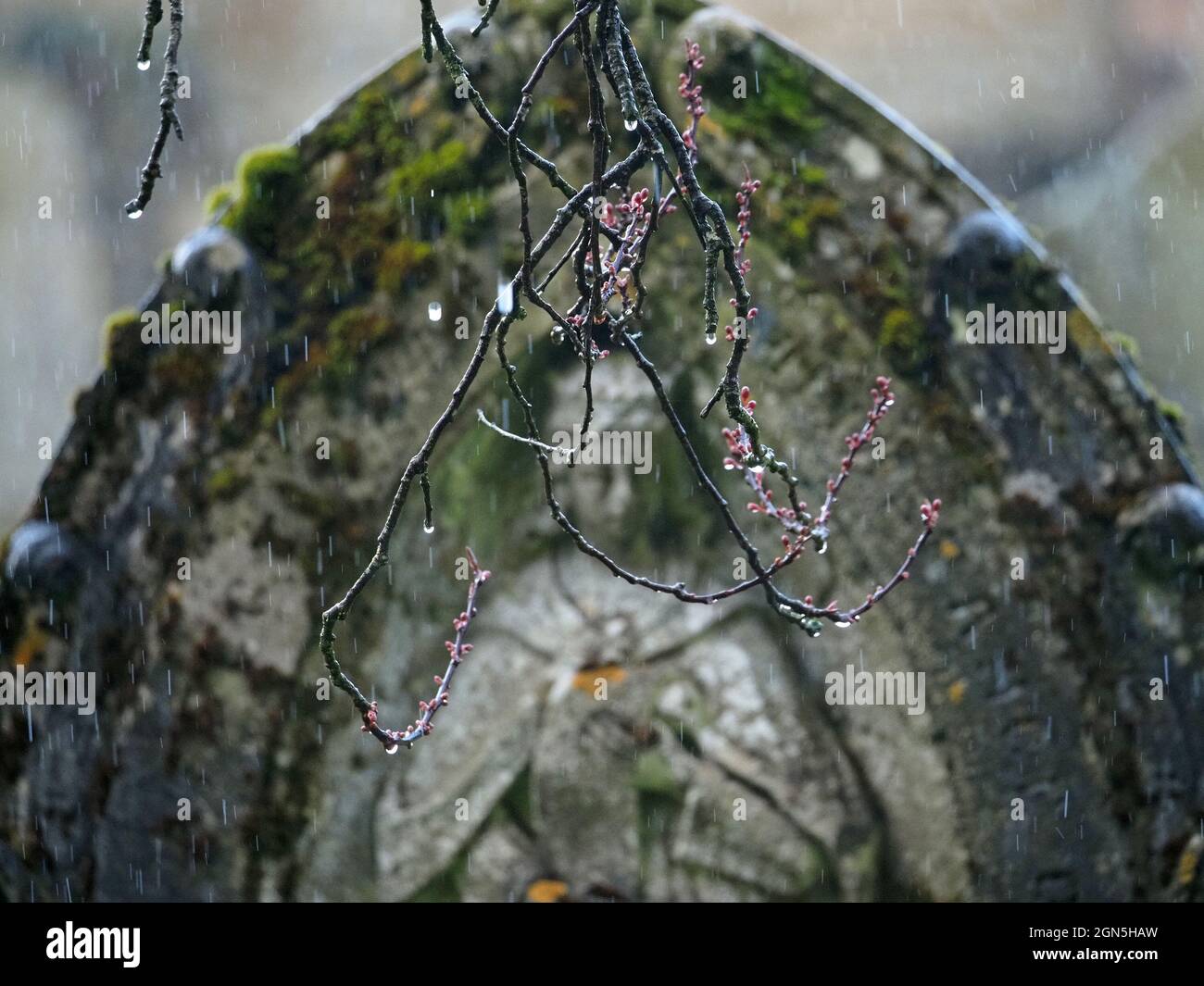 Defokussierte moosige Grabsteine mit monumentalen Schnitzereien hinter rosa Blüten auf verwinkelt Ästen bei starkem Regen am grauen Tag in Cumbria, England, UK Stockfoto