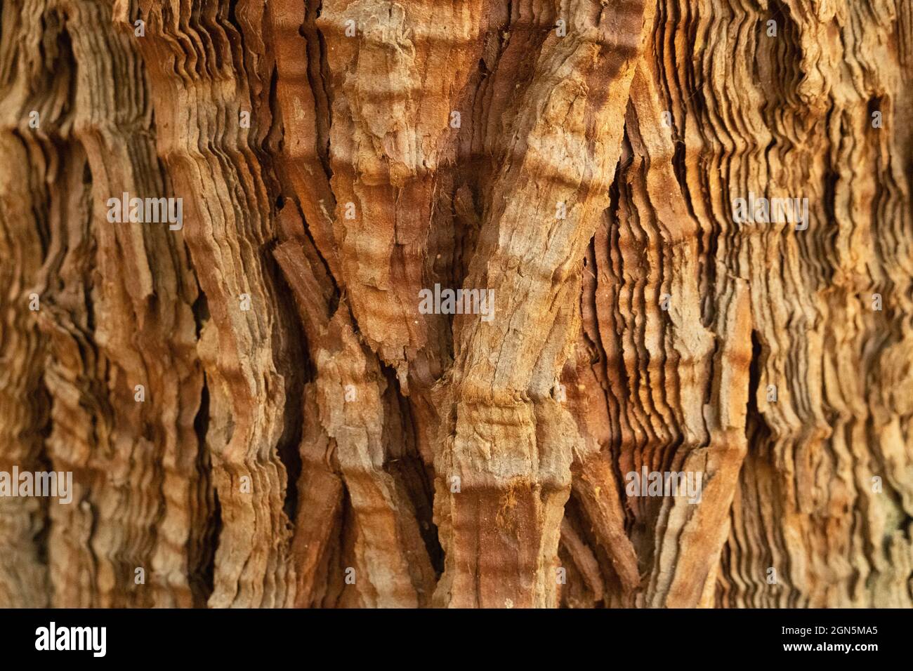 Nahaufnahme eines Sequoia Baumstamms im Sequoia National Park, Kalifornien, USA Stockfoto