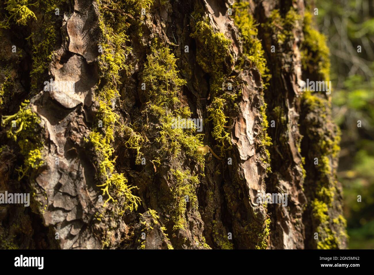 Sequoia im Sequoia National Park, Kalifornien, USA Stockfoto