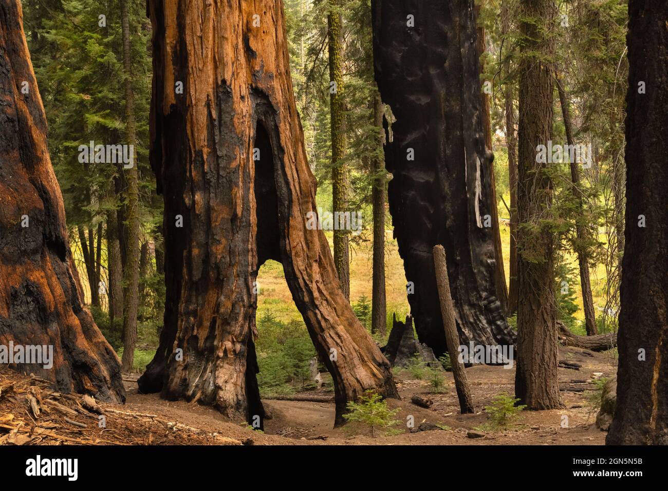 Beschädigte, verbrannte Sequoia-Bäume von 2020 Castle Fire im Sequoia National Park, Kalifornien, USA Stockfoto