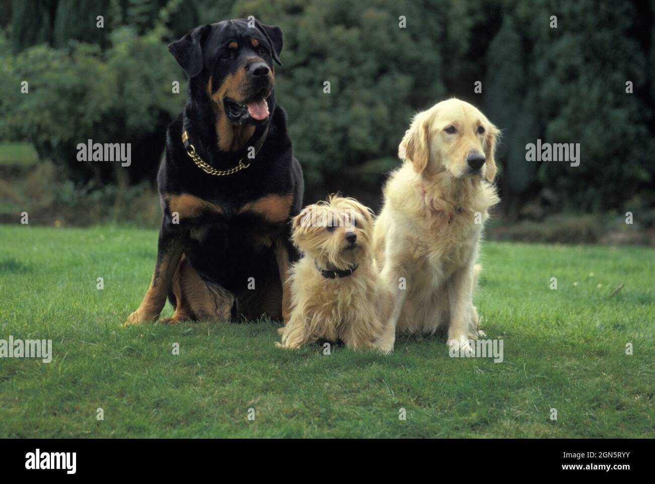Rottweiler, Terrier und Golden Retriever Erwachsene Hunde sitzen zusammen Stockfoto