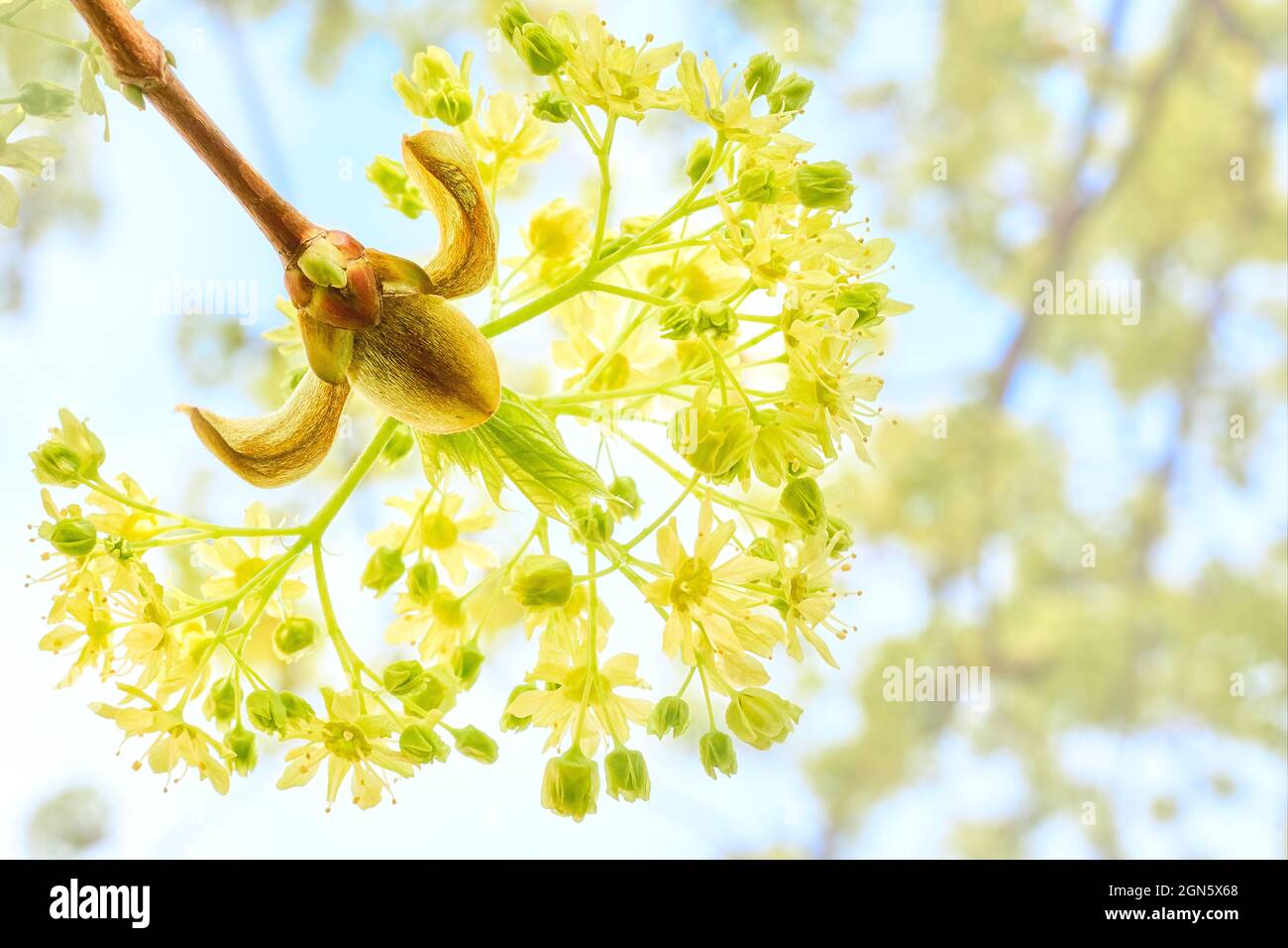 Makrofoto eines blühenden Baumes Stockfoto