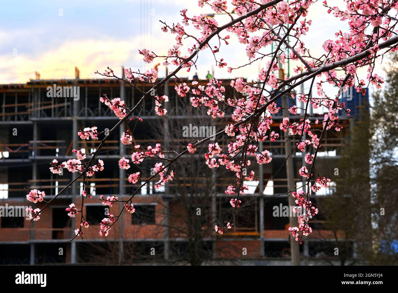 Bau eines Wohnhochhauses und wunderbarer Frühlingsblumen Stockfoto