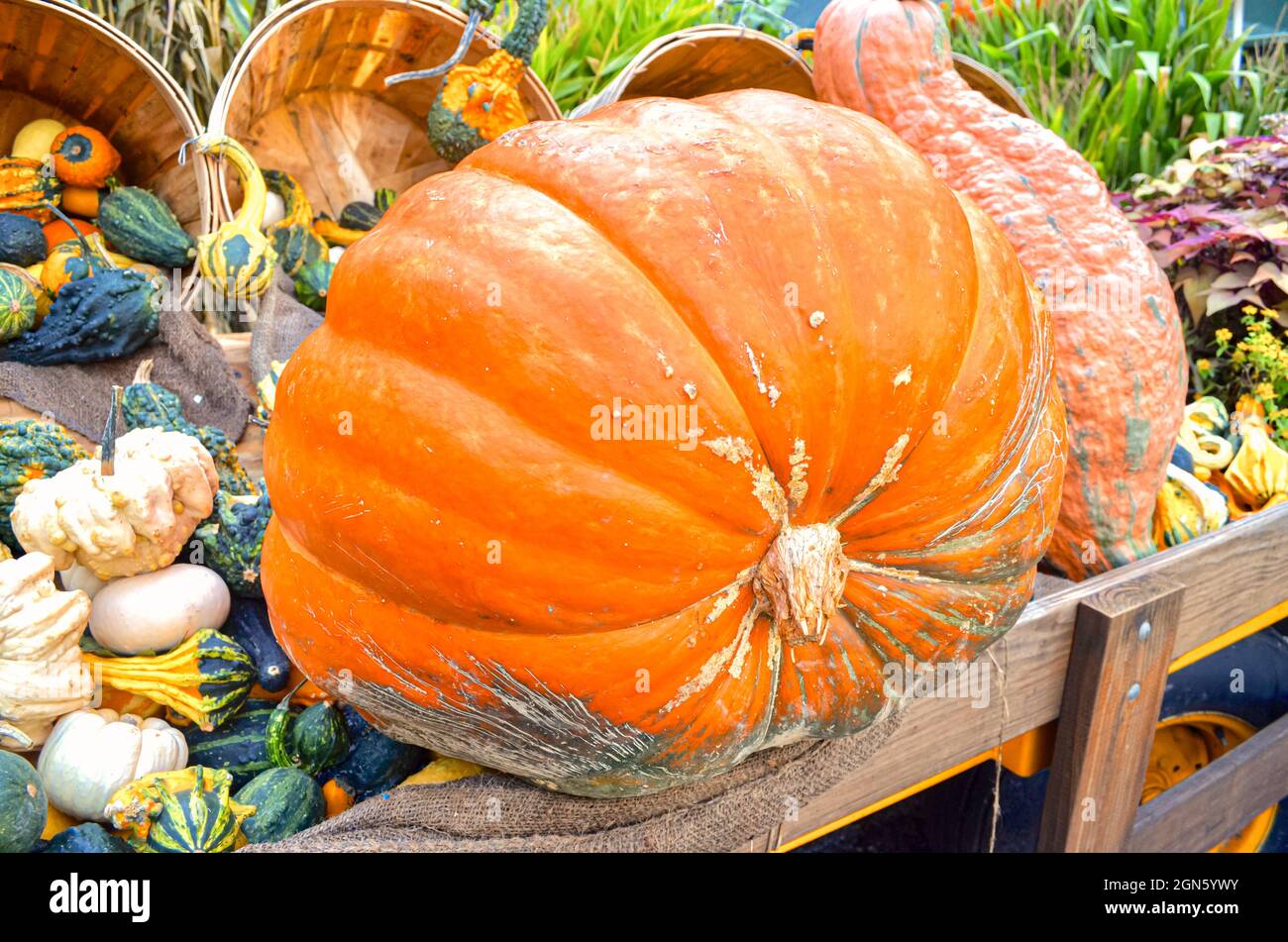 Ein riesiger orangefarbener Kürbis, umgeben von einem farbenfrohen Hintergrund aus Kürbissen und Kürbissen. Stockfoto