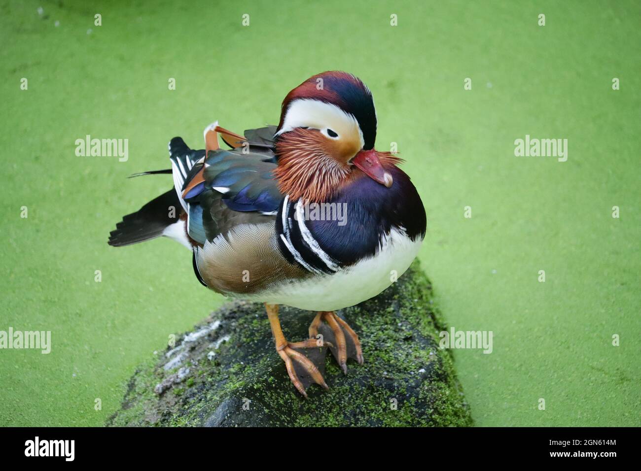Nahaufnahme einer Mandarinente auf einem Felsen Stockfoto