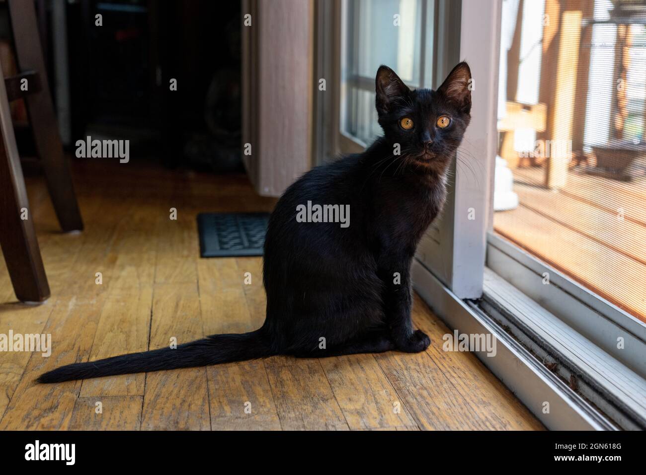 Zwei Monate altes schwarzes Kätzchen, Mr. Pickles, sitzt an einer Glasschiebetür und hofft, rausgelassen zu werden (PR) Stockfoto