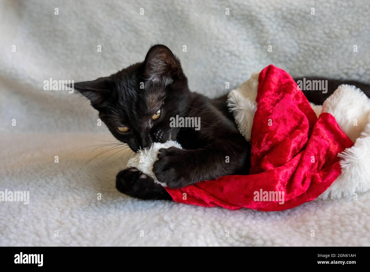 Zwei Monate altes schwarzes Kätzchen, Mr. Pickles, kaut auf dem Pom Pom eines weihnachtsmannes-Hutes (PR) Stockfoto
