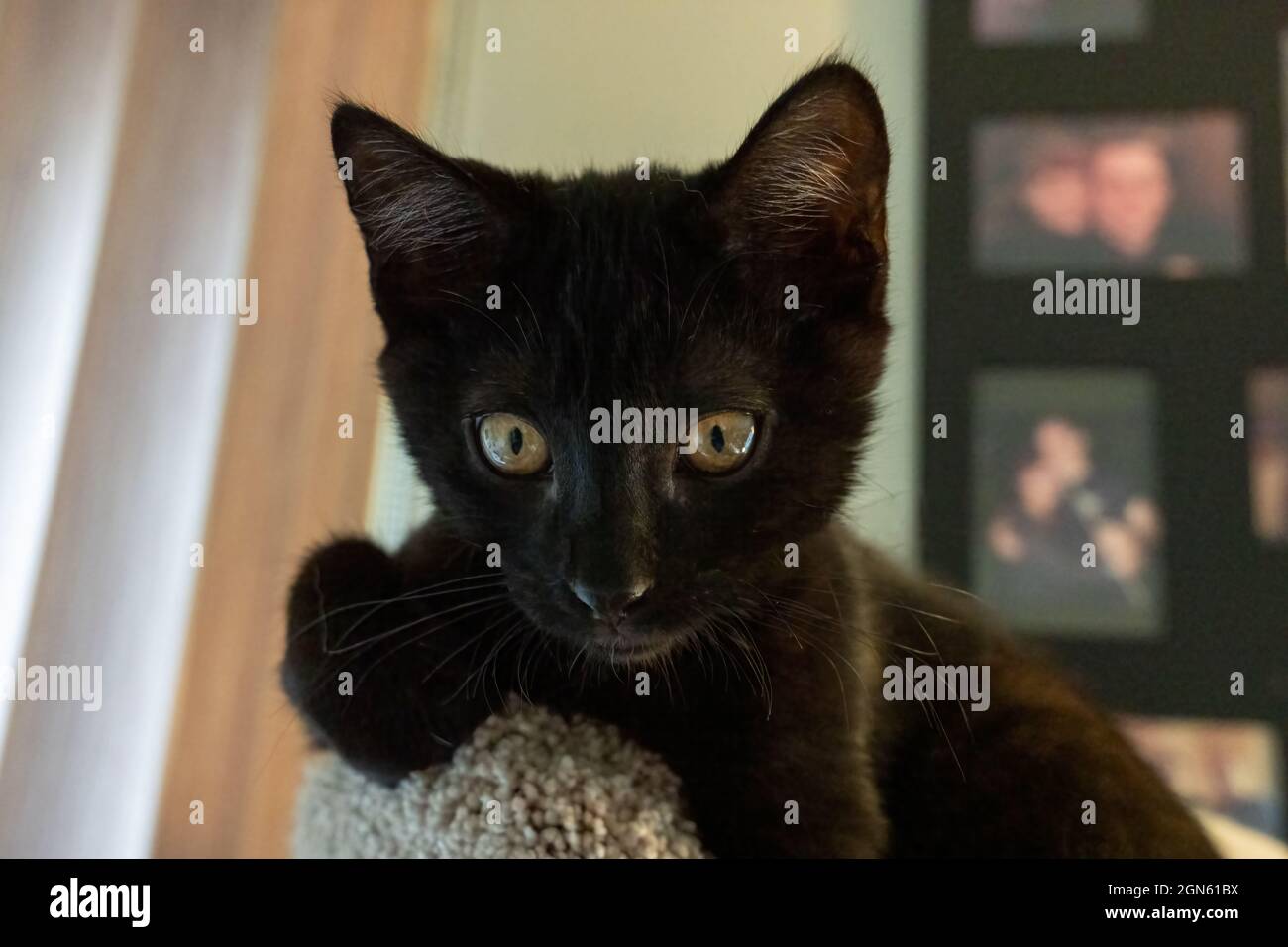 Nahaufnahme eines zwei Monate alten schwarzen Kätzchens, Mr. Pickles, das auf einem Katzenturm ruht (PR) Stockfoto