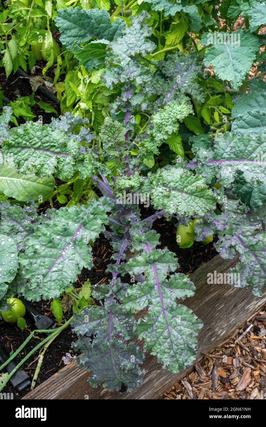 Issaquah, Washington, USA. Rote russische Grünkohl-Pflanze. Es wächst Blätter, die flach sind, gezahnte, grau-grüne Blätter mit lila Stängel und Adern wirklich randig Stockfoto