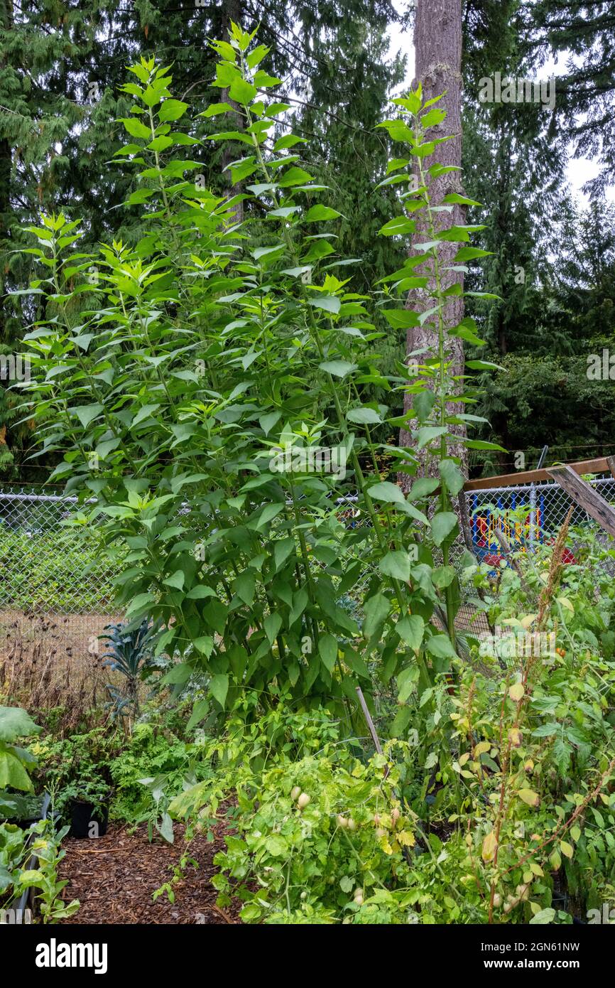 Issaquah, Washington, USA. Sun Choke Pflanzen bereit für die Ernte. Sie sind auch als Jerusalem Artischocken oder Sunroots bekannt. Sie sind nicht mit Arti verwandt Stockfoto