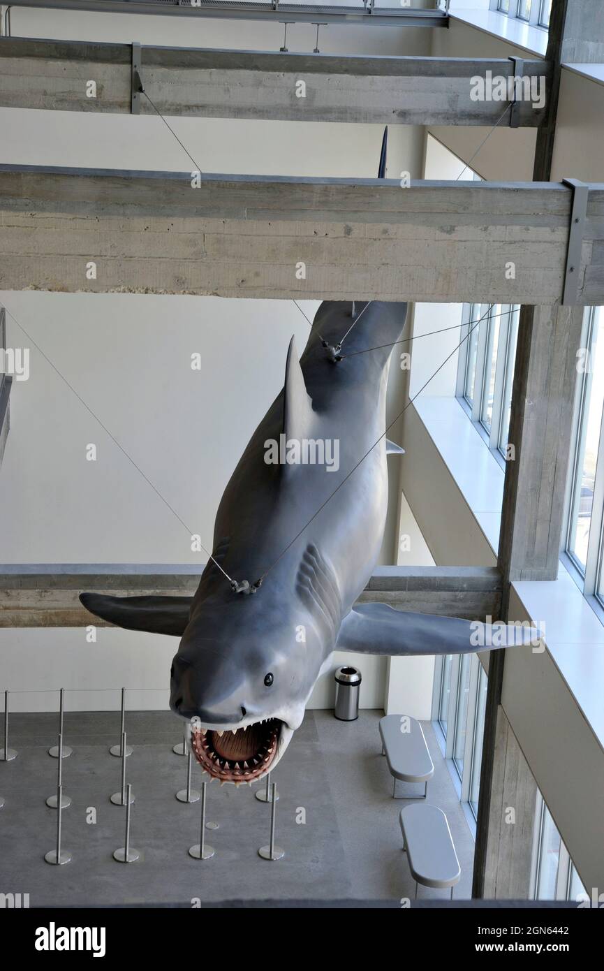 Hängehai-Modell von Jaws im Academy Museum of Motion Picturs, Los Angeles, Kalifornien, Stockfoto