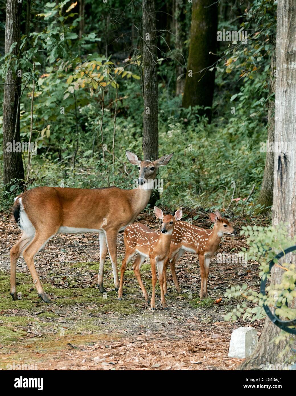 Die östliche Weißschwanzhirsche, Odocoileus virginianus, Hirsche und ihre beiden Rehkähne am Waldrand in der Pike Road Alabama, USA. Stockfoto