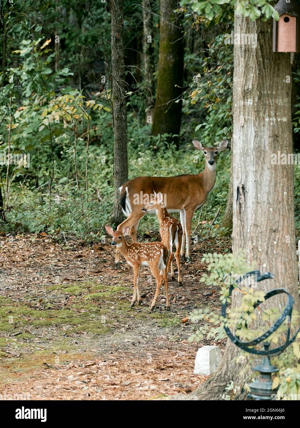 Die östliche Weißschwanzhirsche, Odocoileus virginianus, Hirsche und ihre beiden Rehkähne am Waldrand in der Pike Road Alabama, USA. Stockfoto