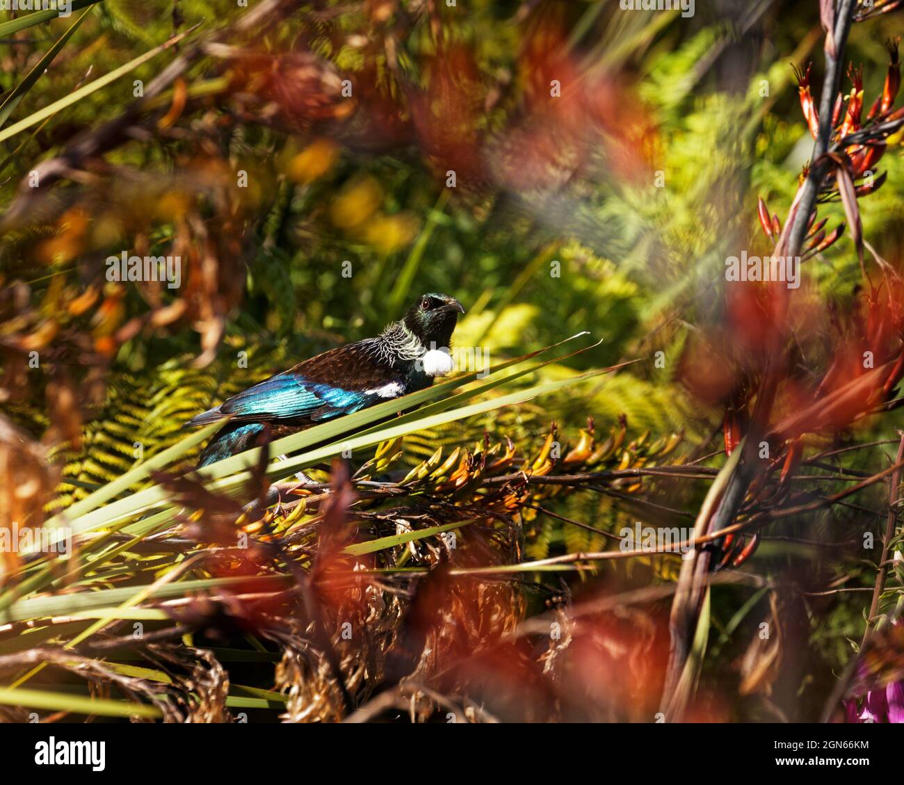 TUI, endemischer Singvögel Neuseelands, auf einer Flachspflanze, die in Richtung Kamera schaut Stockfoto