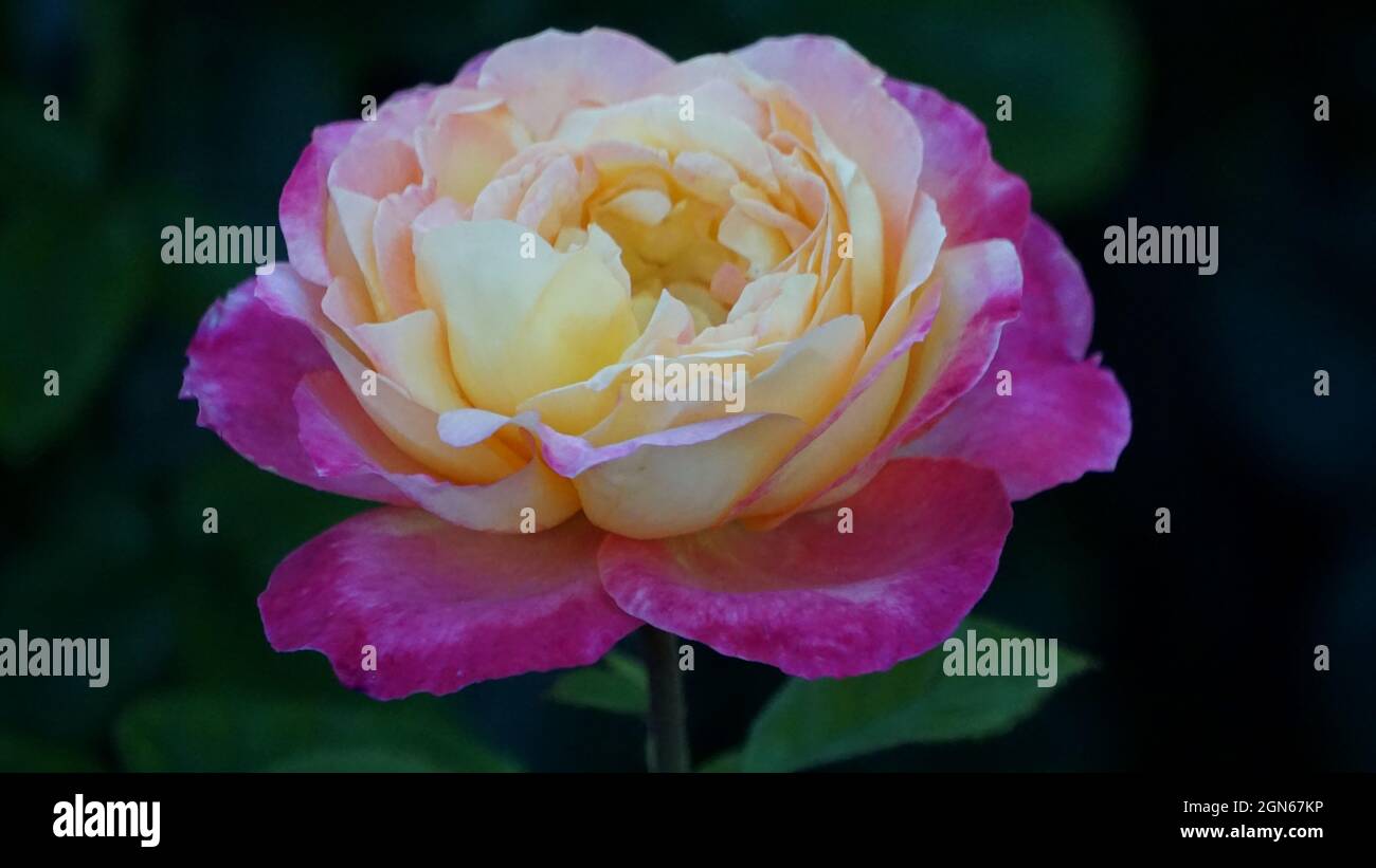 Rosa Baipeace Love & Peace Hybride Teerose in Blüte Stockfoto