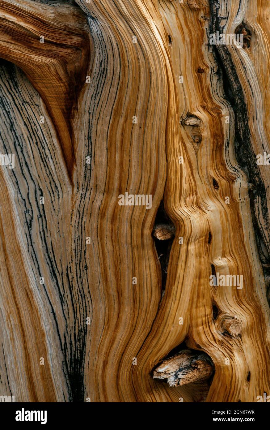 Detail, Räucherzeder, Calocedrus, Stanislaus National Forest, Sierra Nevada, Kalifornien Stockfoto