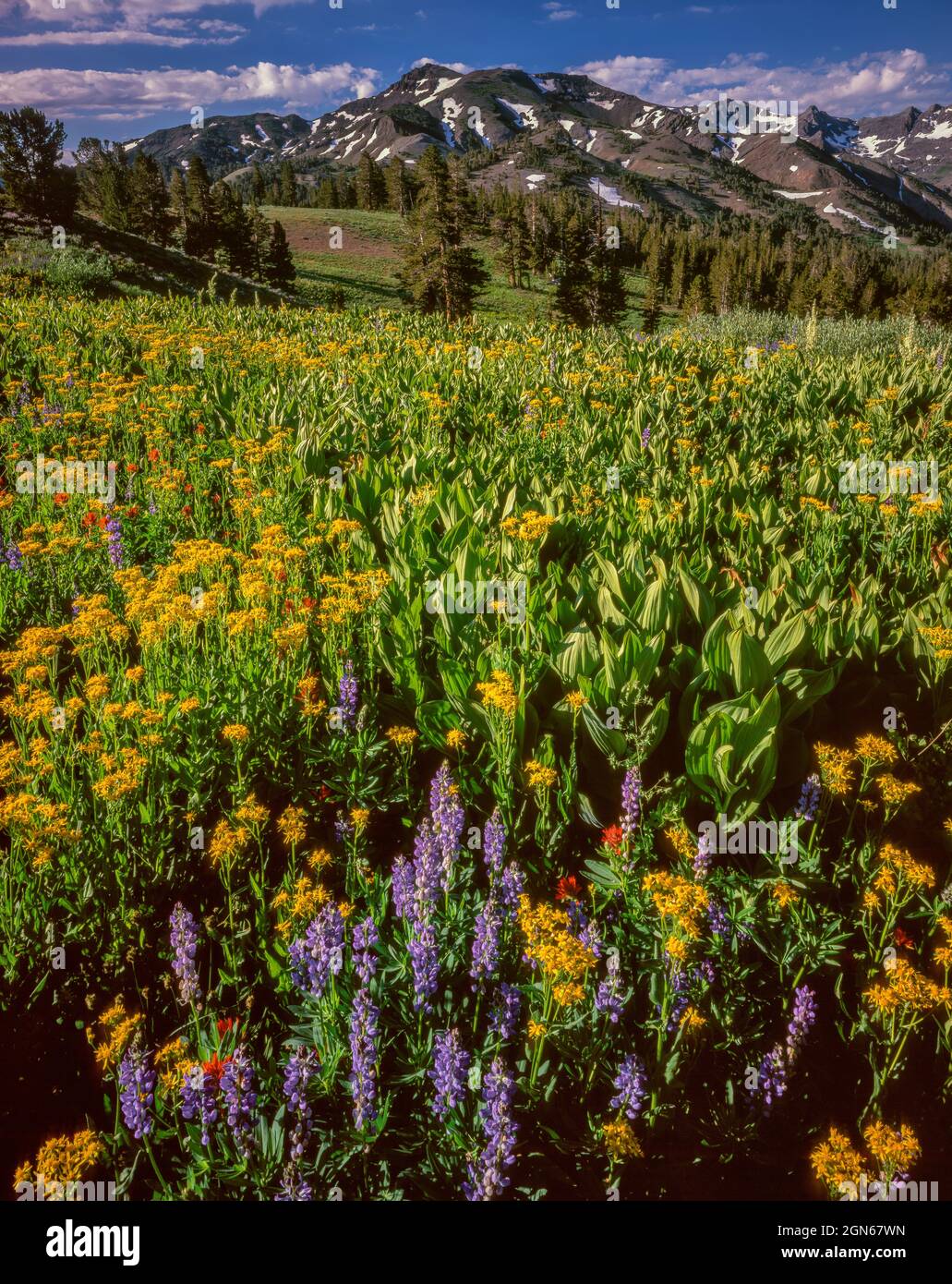 Lupine, Paintbrush, Groundsel und Corn Lily, Stanislaus National Forest, Sierra Nevada, Kalifornien Stockfoto