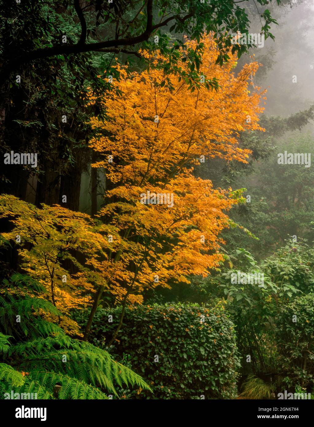 Japanischer Ahorn, Nebel, Fern Canyon Garden, Mill Valley CA Stockfoto