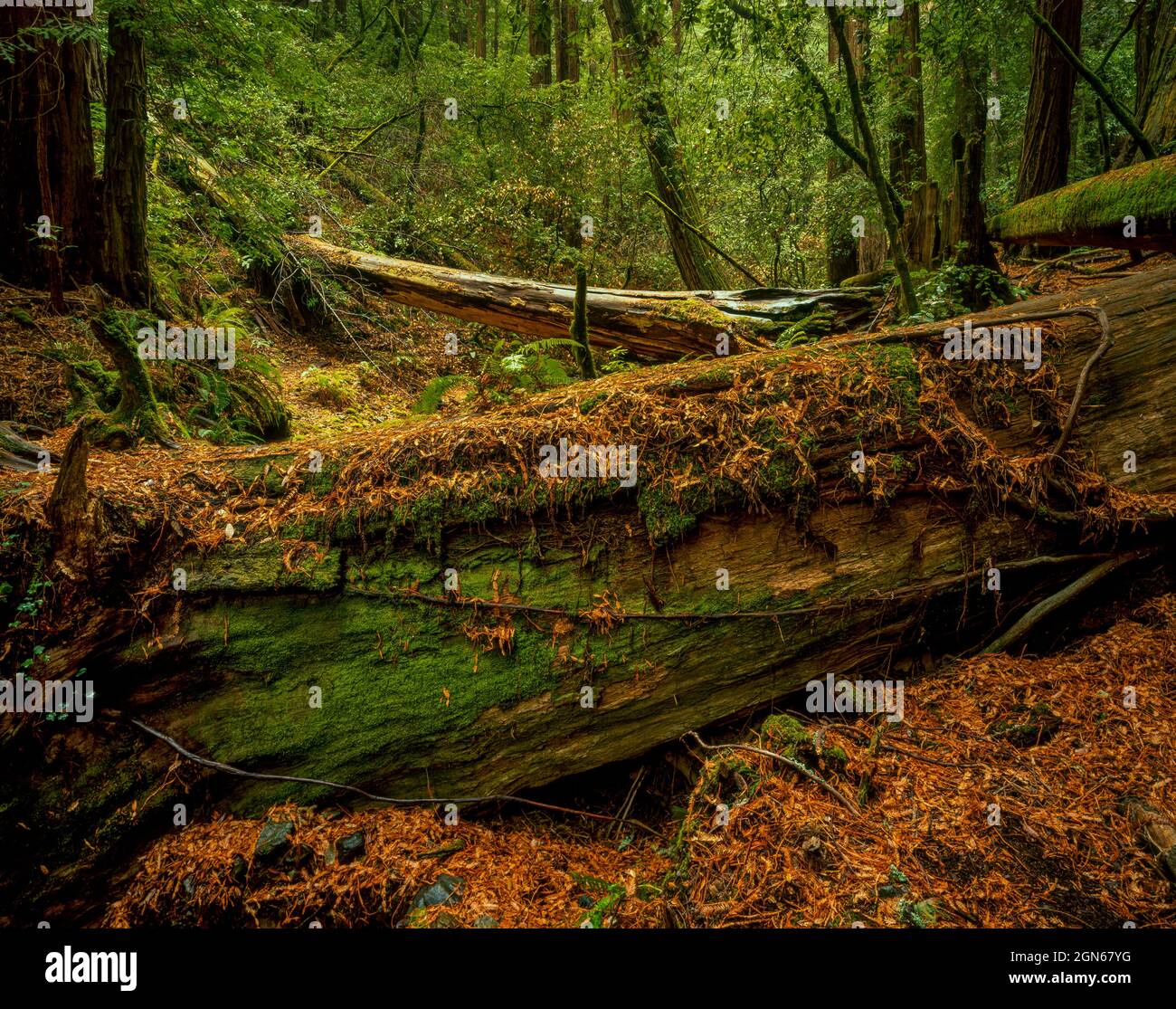 Downed Redwood, Sequoia sempervirens, Muir Woods National Monument, Marin County, Kalifornien Stockfoto