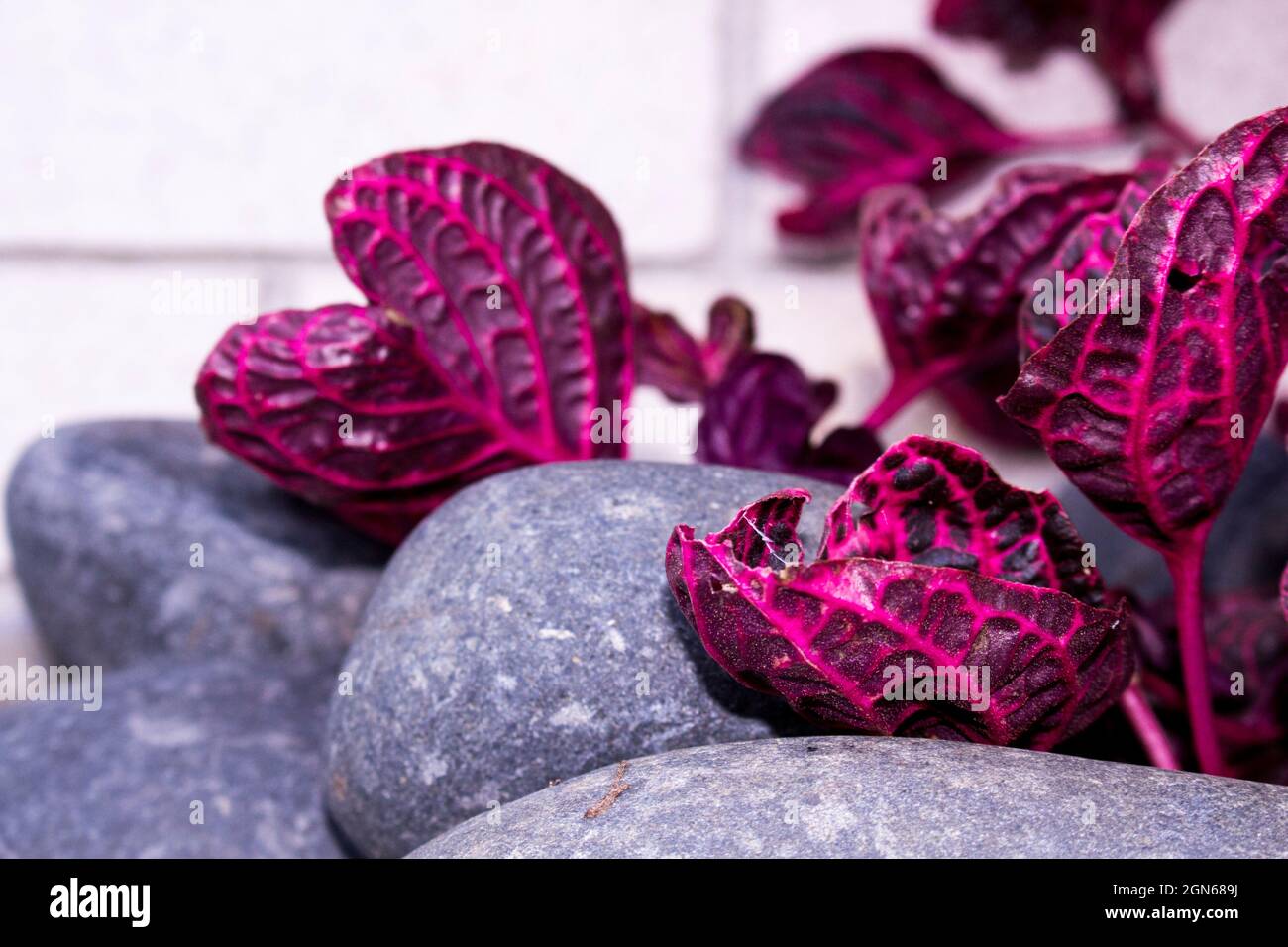 Violette Pflanzenblätter mit grauen Steinen Stockfoto