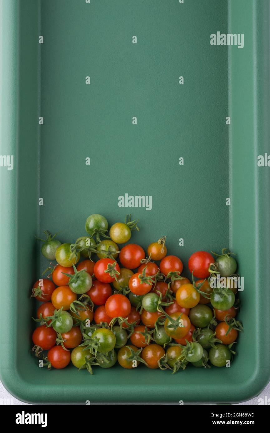 Kirschtomaten, rote, gelbe und grüne kleine runde Tomaten auf einem Tablett, Nahaufnahme mit Kopierplatz Stockfoto