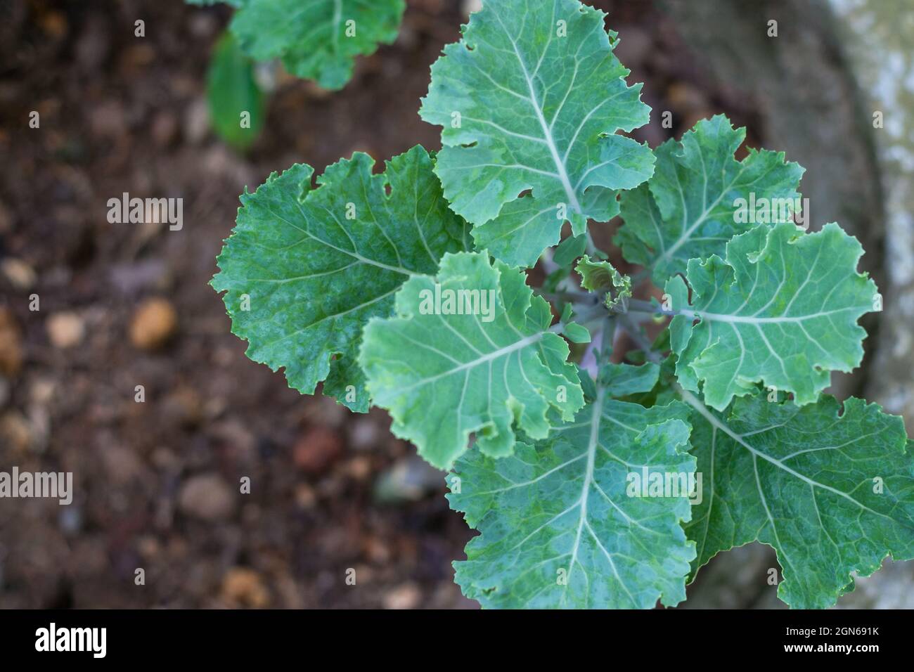 Junge Kohlpflanze, die in einem Topf im Hausgarten angebaut wird, leicht zu züchten, grüne Blattgemüse aus der Nähe von oben, in geringer Tiefenschärfe geschossen Stockfoto