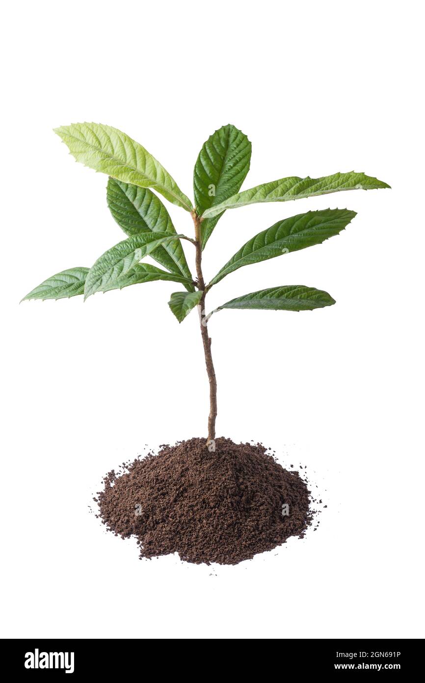 Die Loquatbaumpflanze mit Erde, kommerziell für ihre Orangenfrüchte und Blätter für Kräutertee angebaut, Zierpflanze isoliert auf weißem Hintergrund Stockfoto