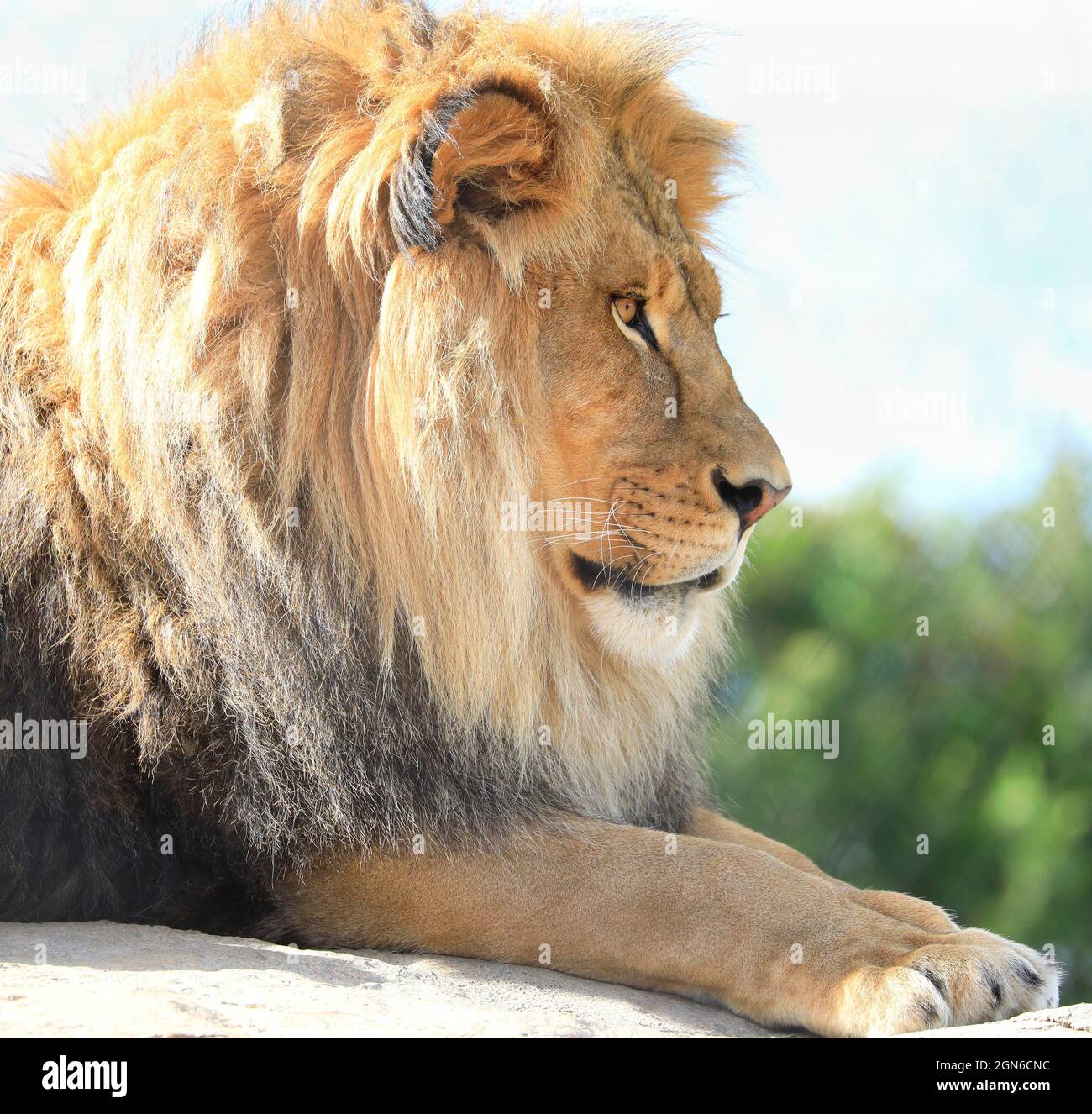 Seitliches Porträt eines Löwen isoliert auf weißem Hintergrund Stockfoto