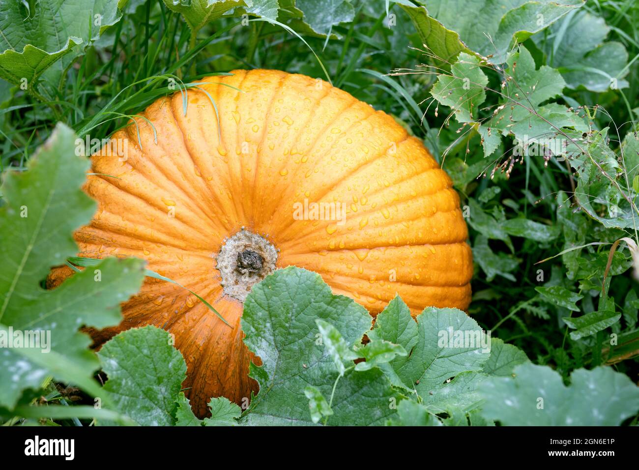 Großer Kürbis, der aus grünen Blättern herausgutet, wächst auf dem Bauernhof Stockfoto
