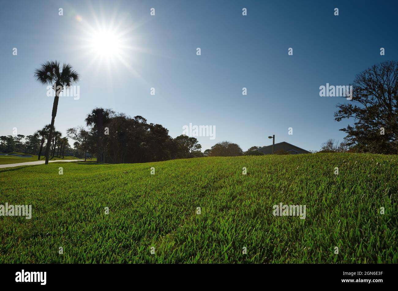 Grasbewachsene Gasse mit Palmen und einem Dach Stockfoto