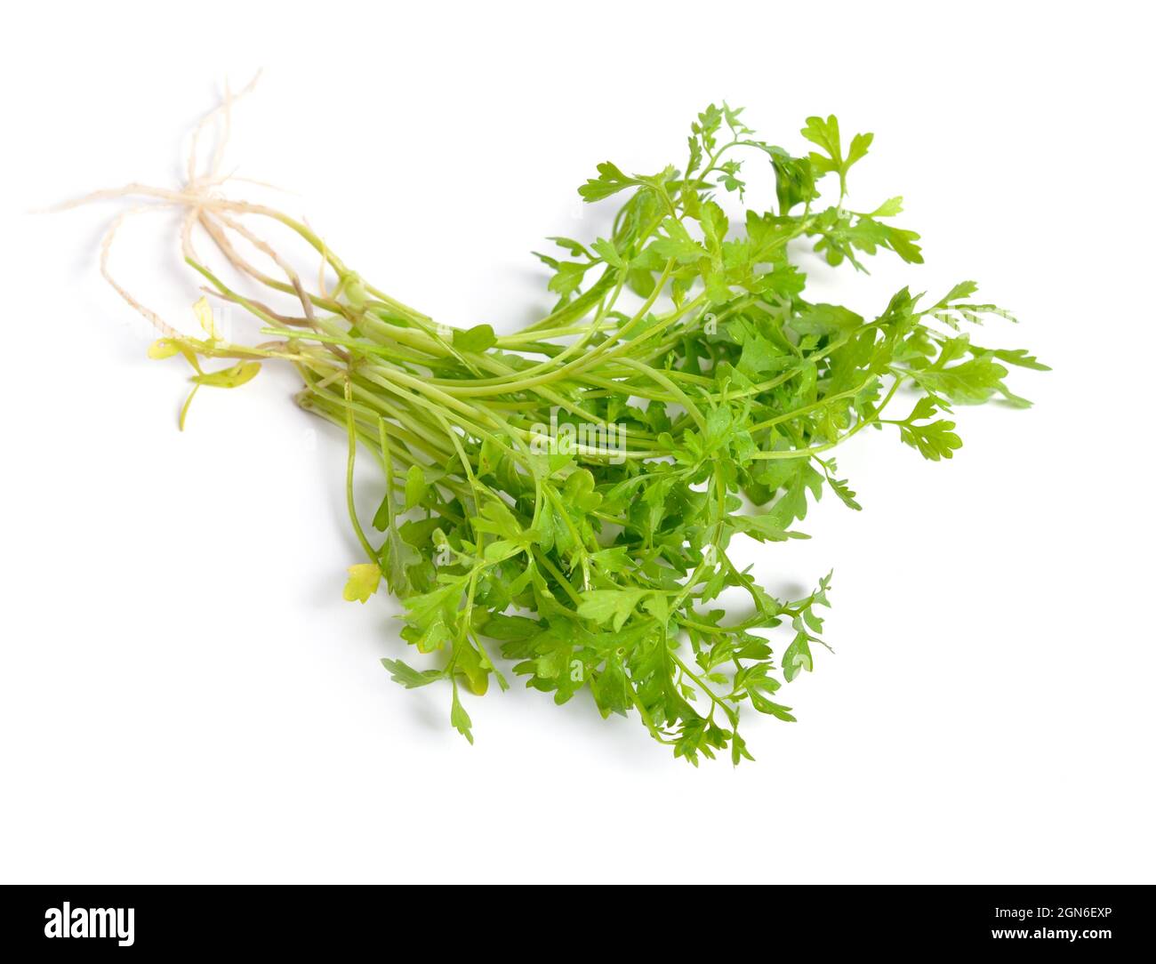 Gartenkresse, Lepidium sativum, ist bekannt als Senf und Kresse ...
