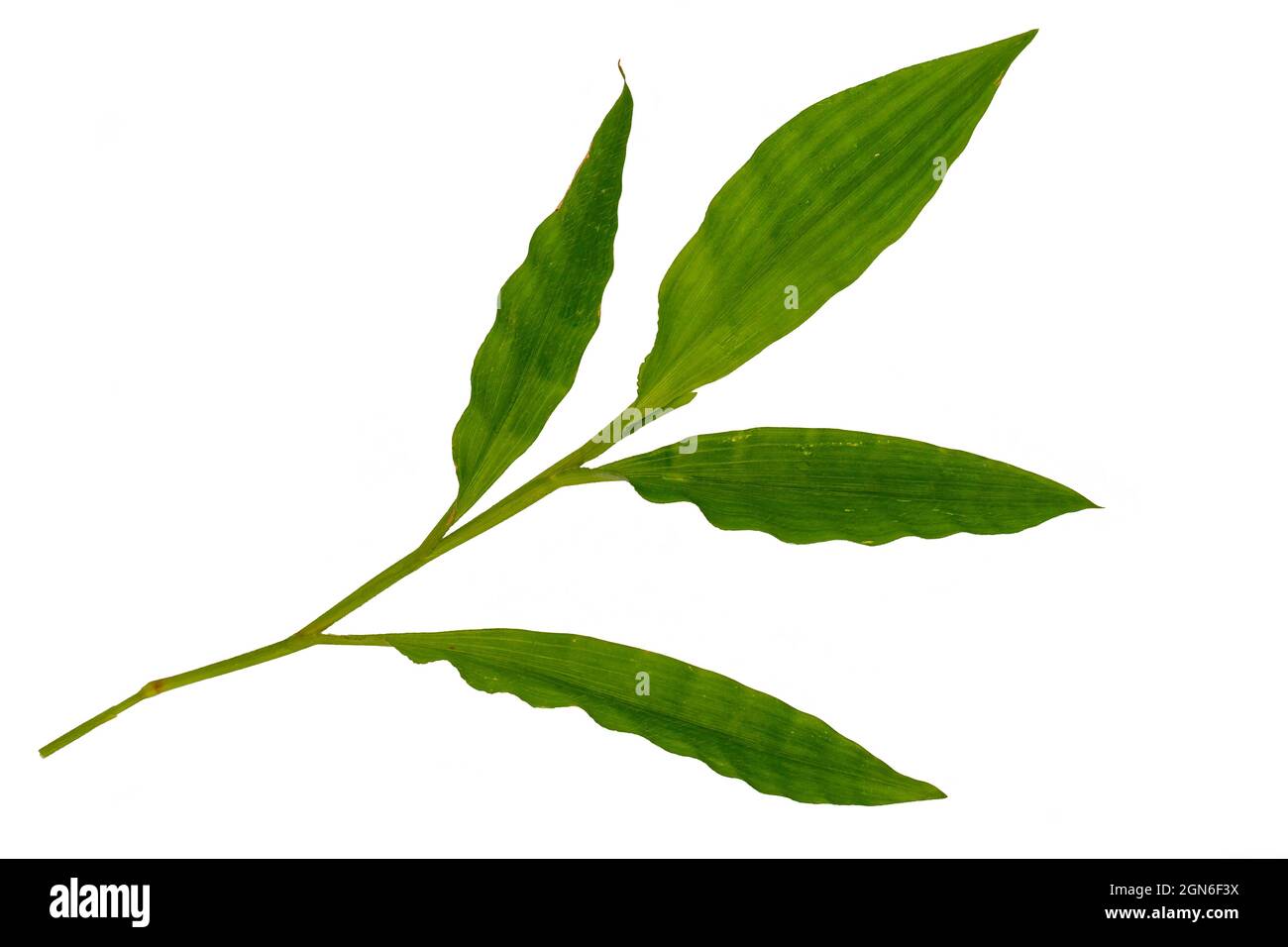 Ein grünes Blatt von Commelina diffusa Gras auf weißem Hintergrund Stockfoto