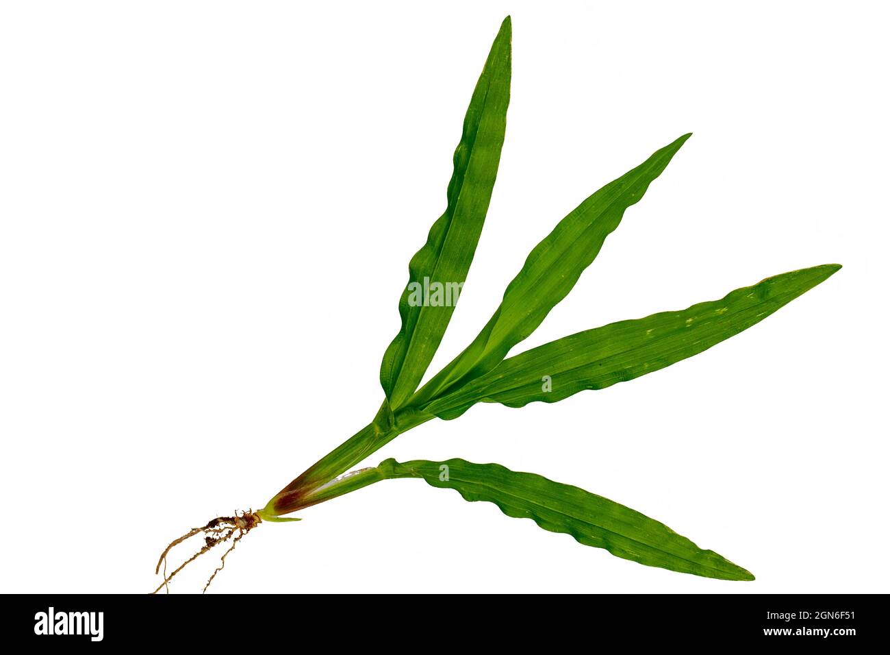 Ganzes Gras von Blättern bis Wurzeln mit etwas Erde, weißer Hintergrund Stockfoto