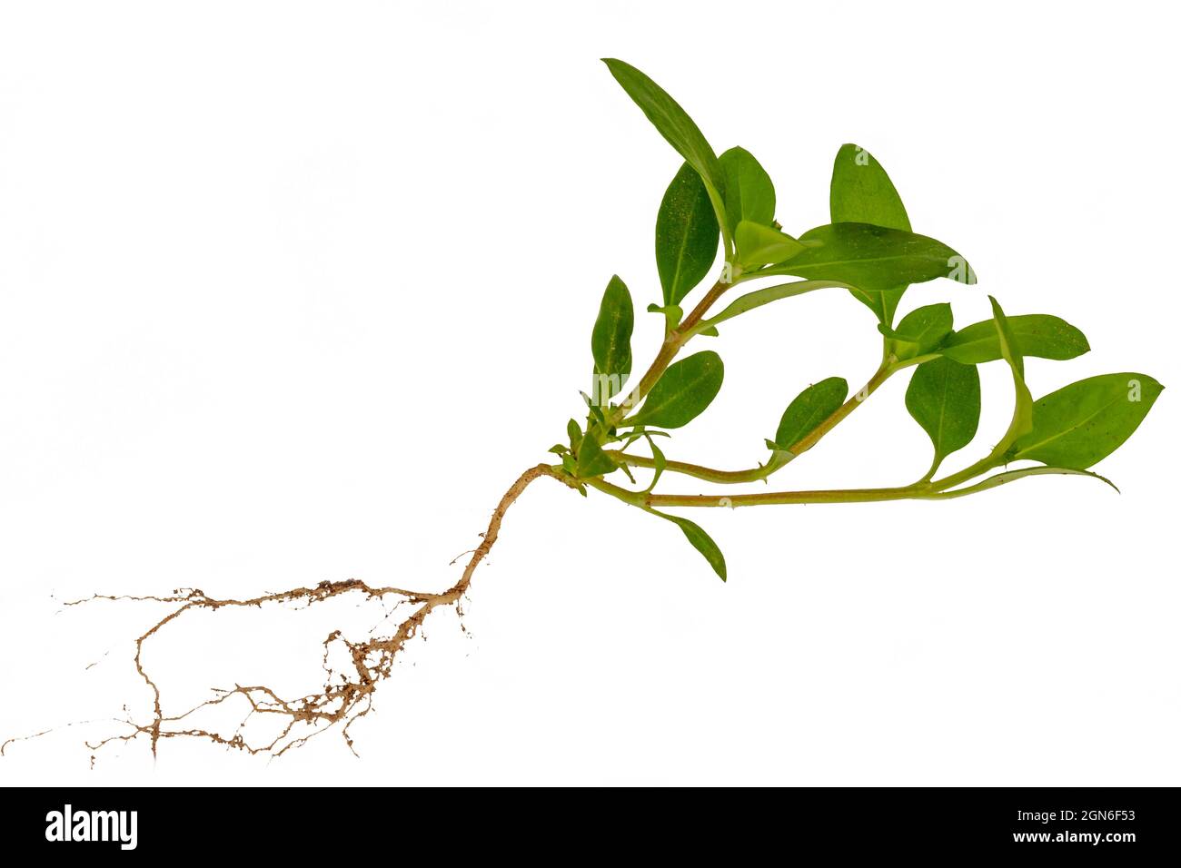 Ganzes Gras von Blättern bis Wurzeln mit etwas Erde, weißer Hintergrund Stockfoto