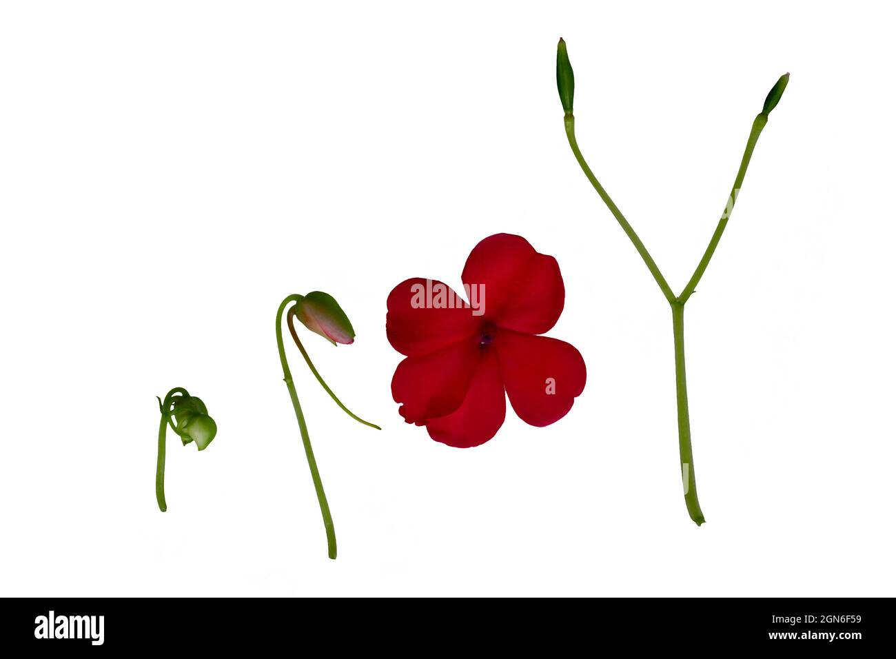 Balsamblütenwachstum von Knospe zu Samen eingestellt Stockfoto