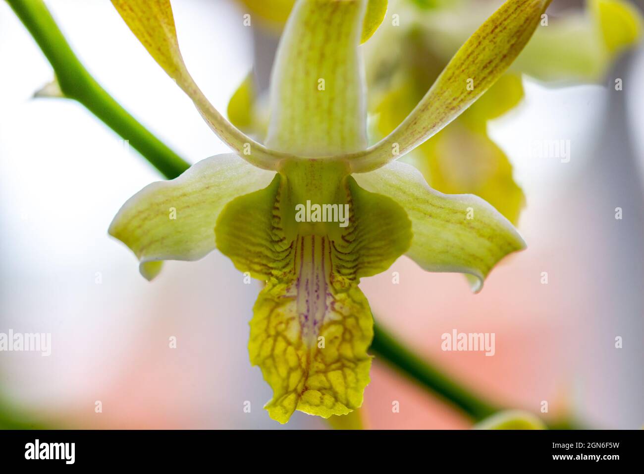 Eine Dendrobium Orchidee hat eine Art gelbe Blume, aus der Nähe Stockfoto