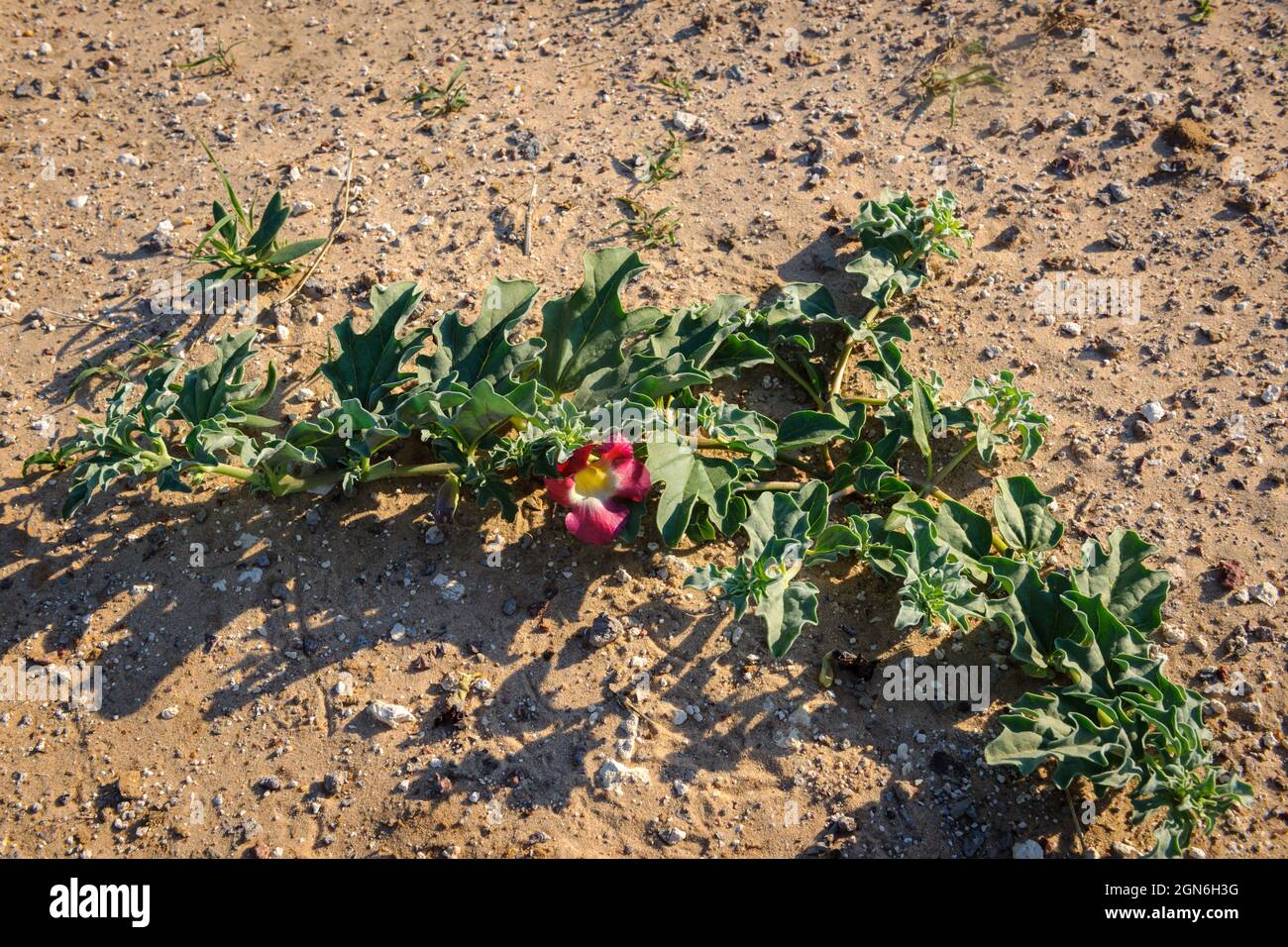 Teufelskralle oder Greiferpflanze (Harpagophytum procumbens) Heilpflanze und Blume. Kalahari-Wüste. Botswana Stockfoto