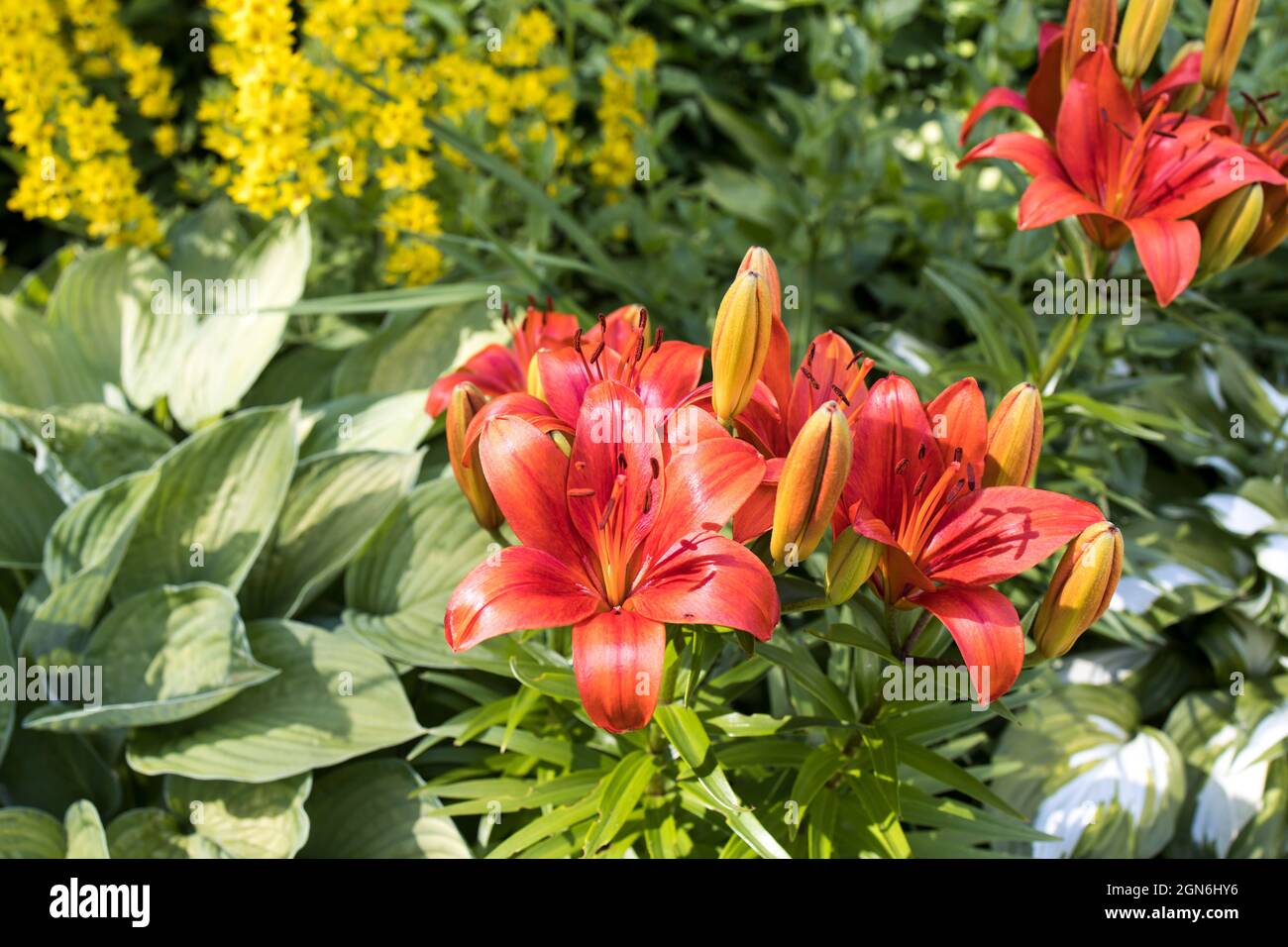 Ein Blumenbeet mit gelbem Streit, Hosta und Lilie. Gartenarbeit im Landschaftsbau. Sommerzeit Stockfoto