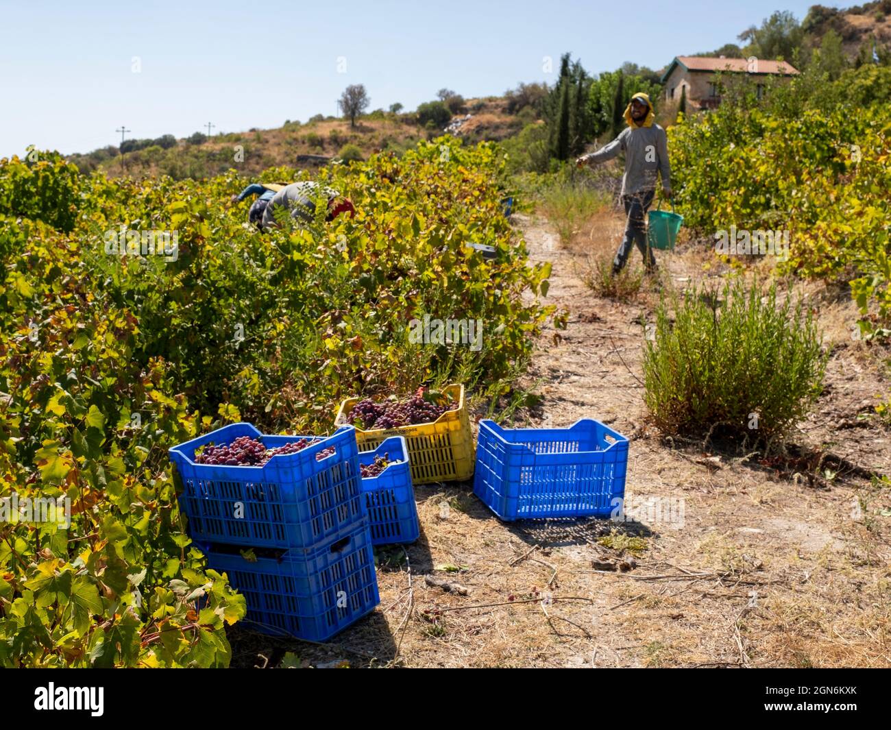 Arbeiter ernten Trauben in einem Weinberg in der Nähe von Omodos, Bezirk Limassol, Zypern. Stockfoto