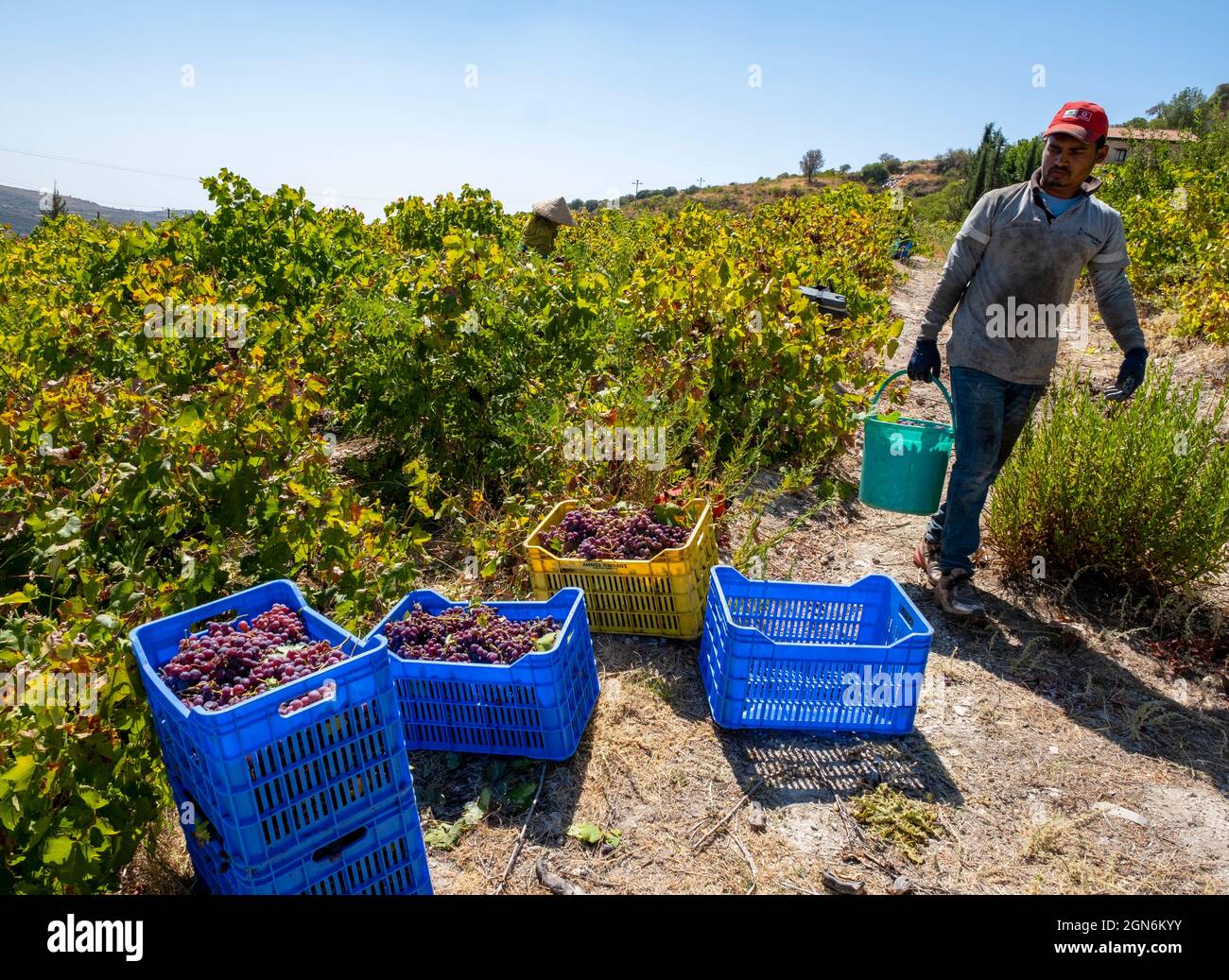 Arbeiter ernten Trauben in einem Weinberg in der Nähe von Omodos, Bezirk Limassol, Zypern. Stockfoto