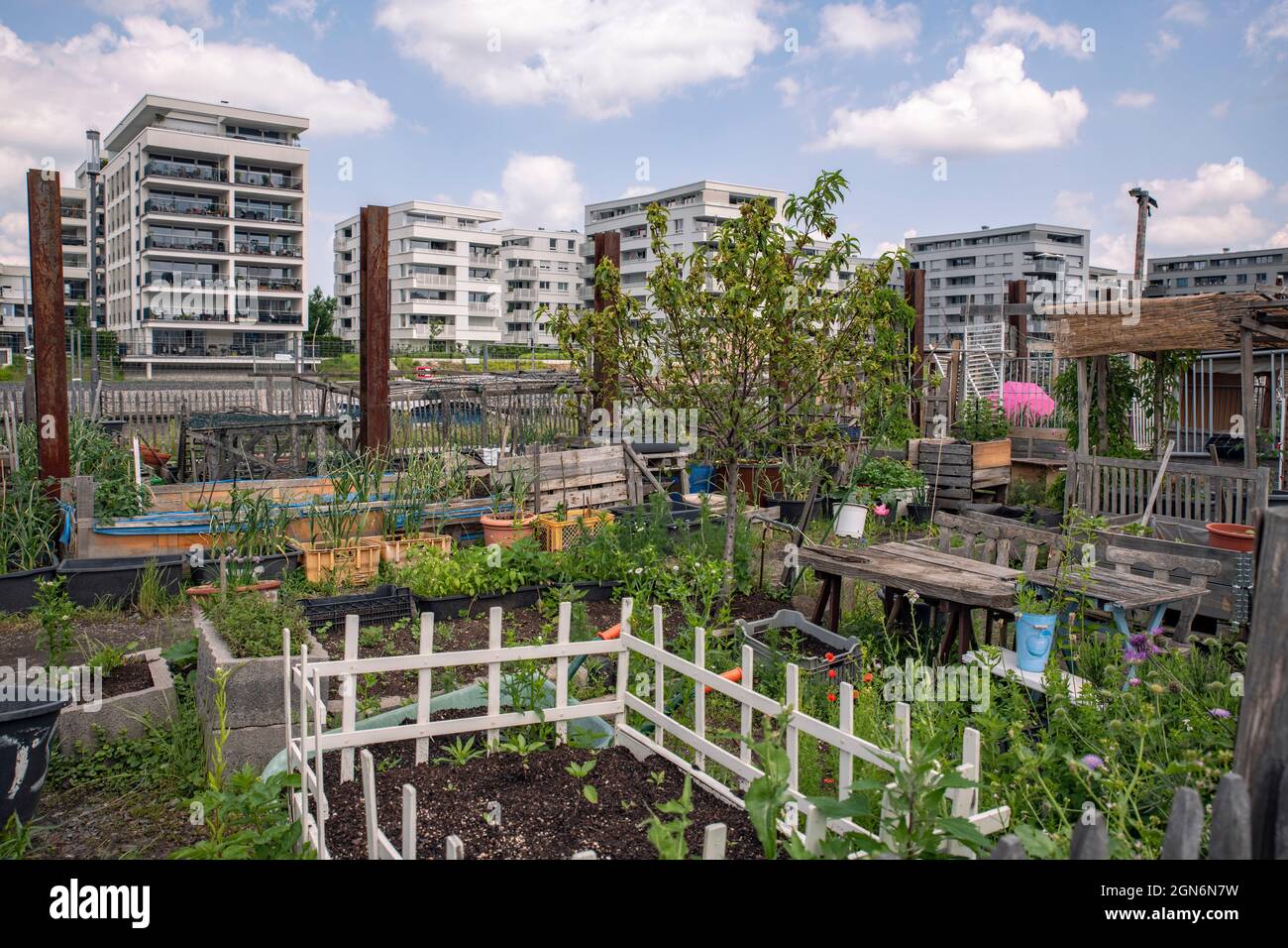 Urban Gardening im Hafengarten Offenbach Stockfoto