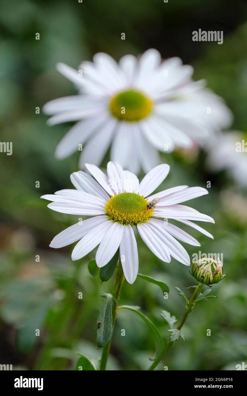 Arctanthemum arcticum, Arctic Daisy, Northern Chrysantheme, Chrysantheme arcticum. Weiße Blüten, Frühherbst Stockfoto