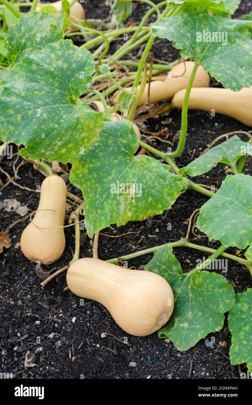 Cucurbita moschata 'Hunter', Winter Squash, Butternut Squash 'Hunter'. Reife Früchte auf Pflanzen, die geerntet werden können Stockfoto