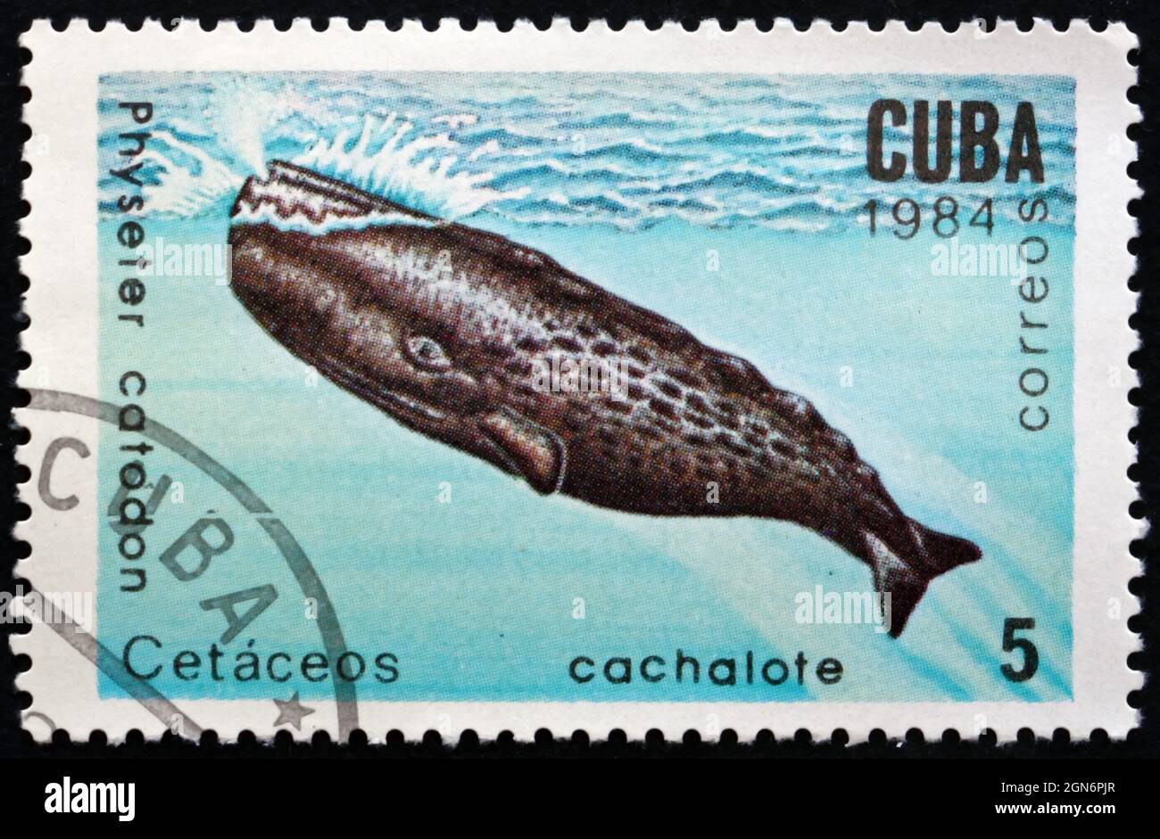 KUBA - UM 1984: Eine auf Kuba gedruckte Marke zeigt Spermawal, Physetter Catodon, Marine Mammal, um 1984 Stockfoto