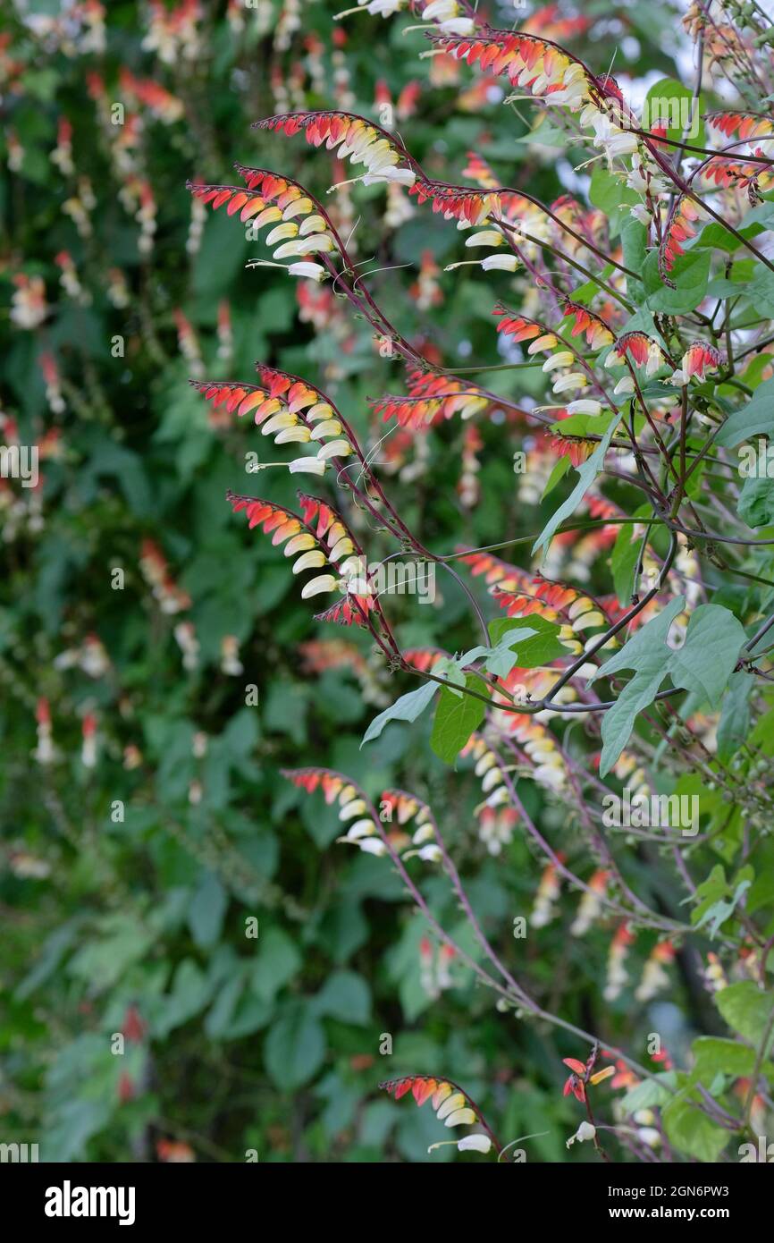 Ipomoea lobata, die Feuerrebe, Feuerrebe oder spanische Flagge. Mehrfarbige Blüten auf Kletterpflanze Stockfoto